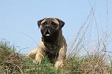 BULLMASTIFF 360